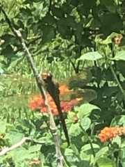 Libellula needhami