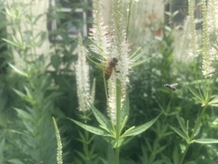 Apis mellifera