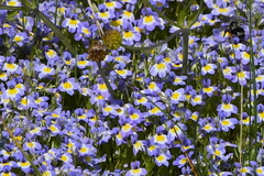 Porterella carnosula