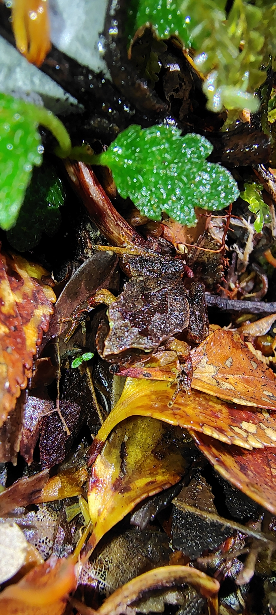 Eupsophus calcaratus (Günther, 1881)
