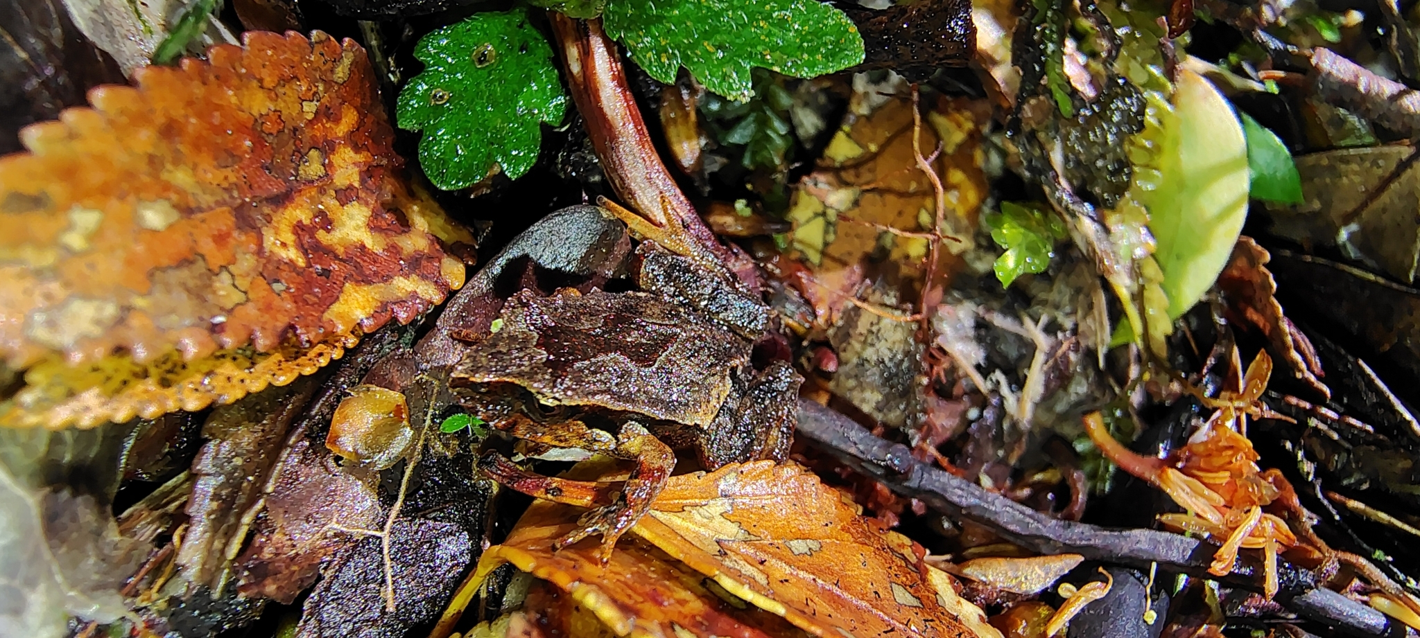Eupsophus calcaratus (Günther, 1881)