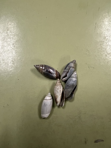 Olivella volutella, 2024-11-22