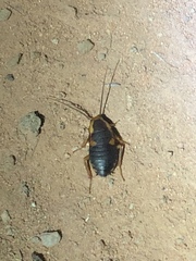 Deropeltis paulinoi