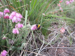 Bombus