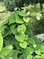 Aristolochia macrophylla