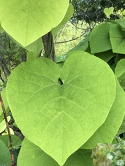 Aristolochia macrophylla