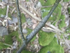 Catocala fraxini