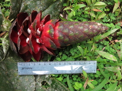 Costus laevis
