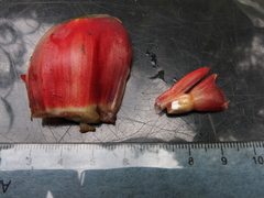 Costus laevis