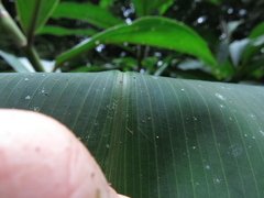 Costus laevis