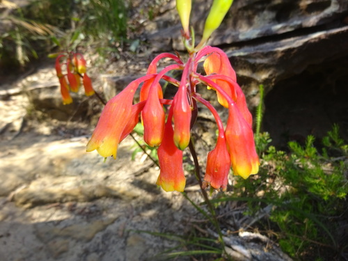 Image of Blandfordia nobilis by (c) Gary Williams, some rights reserved (CC BY-SA)