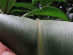 Costus laevis