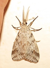 Diota rostrata