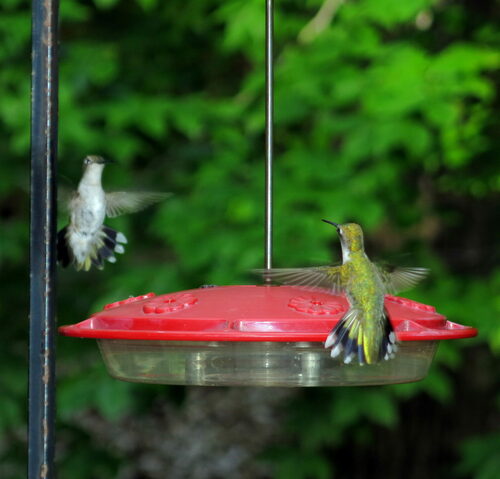 Ruby-throated Hummingbird photographed in New Hampshire