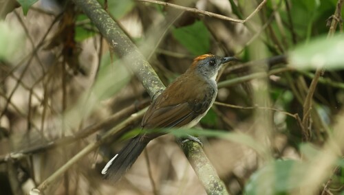 White-tailed Alethe (Alethe diademata), photo 4