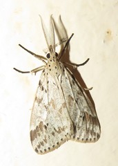 Diota rostrata