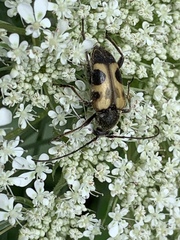 Judolia cordifera