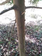 Retrophyllum rospigliosii