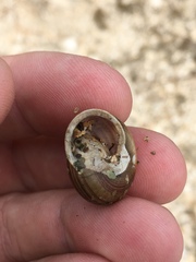 Webbhelix multilineata