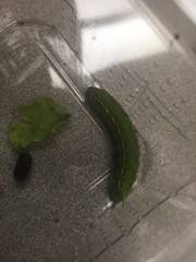 Theretra oldenlandiae