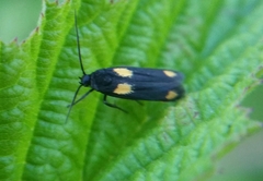Scythris sinensis