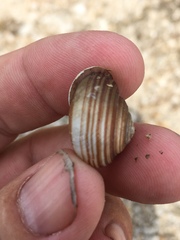 Webbhelix multilineata