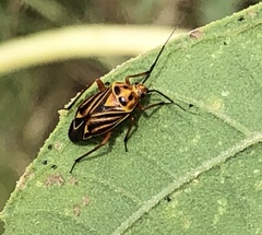 Calocoris barberi