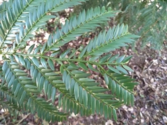 Retrophyllum rospigliosii