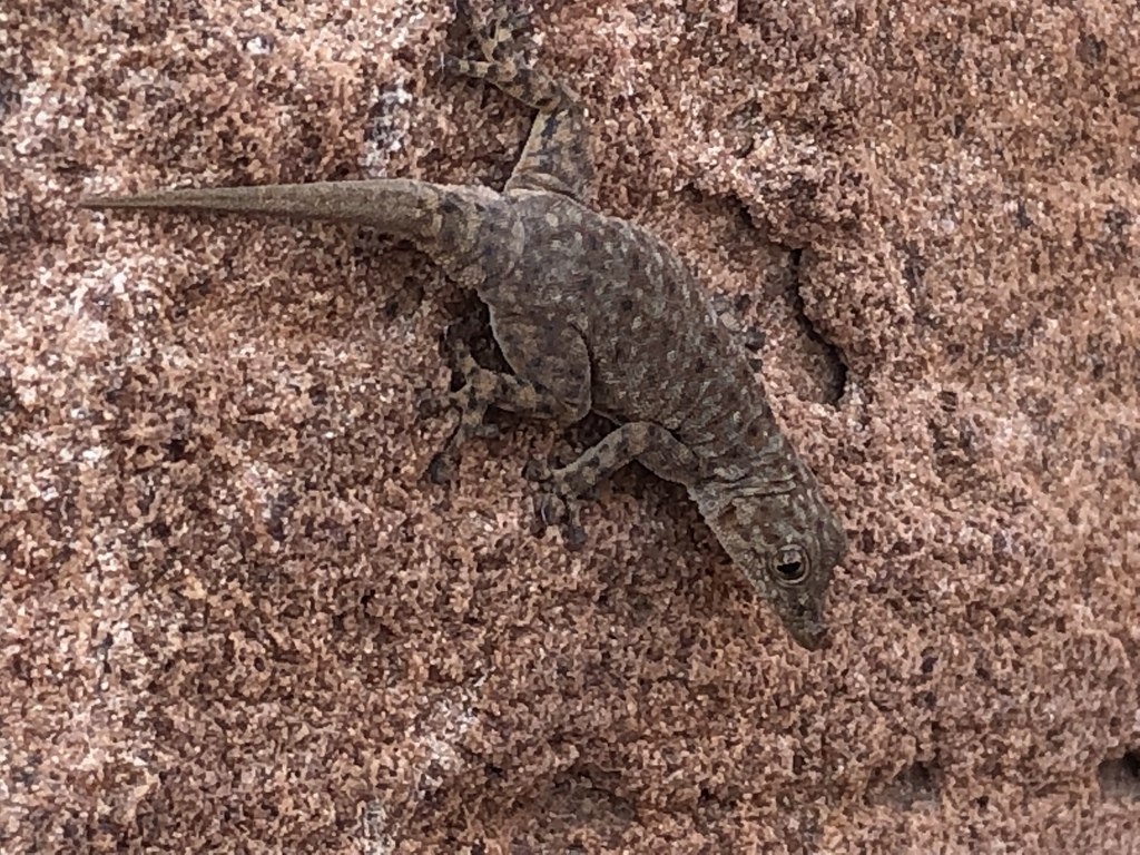 Barnard's Namib Day Gecko