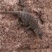 Barnard's Namib Day Gecko - Photo (c) Larry Chen, some rights reserved (CC BY-NC), uploaded by Larry Chen
