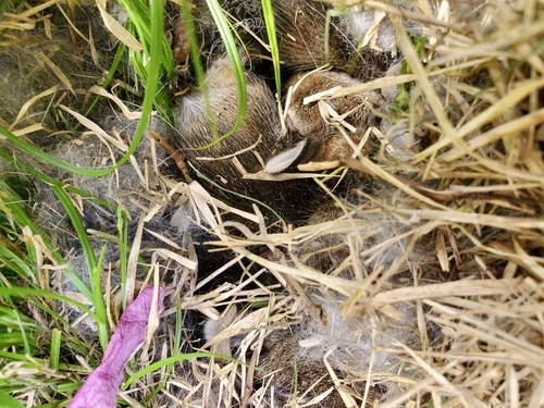 Eastern Cottontail photographed in Missouri