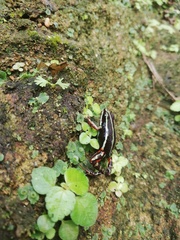 Epipedobates anthonyi