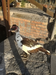 Cairina moschata domestica