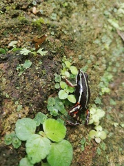 Epipedobates anthonyi