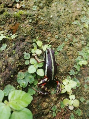 Epipedobates anthonyi