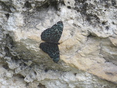 Hamadryas atlantis atlantis