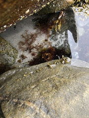 Chondrus crispus