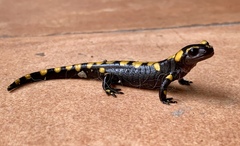 Fire Salamander photo 4