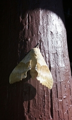 Pachysphinx occidentalis