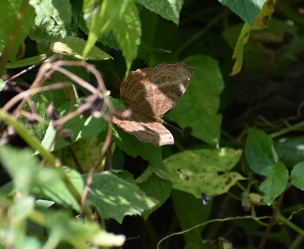 Ariadne pagenstecheri