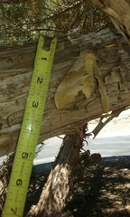 Pachysphinx occidentalis