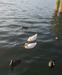 Anas platyrhynchos domesticus