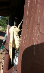 Pachysphinx occidentalis