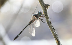 Brechmorhoga pertinax