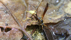 Mischocyttarus navajo