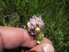Castilleja lineariloba