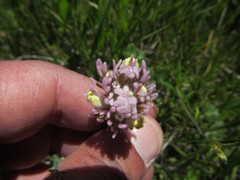 Castilleja lineariloba