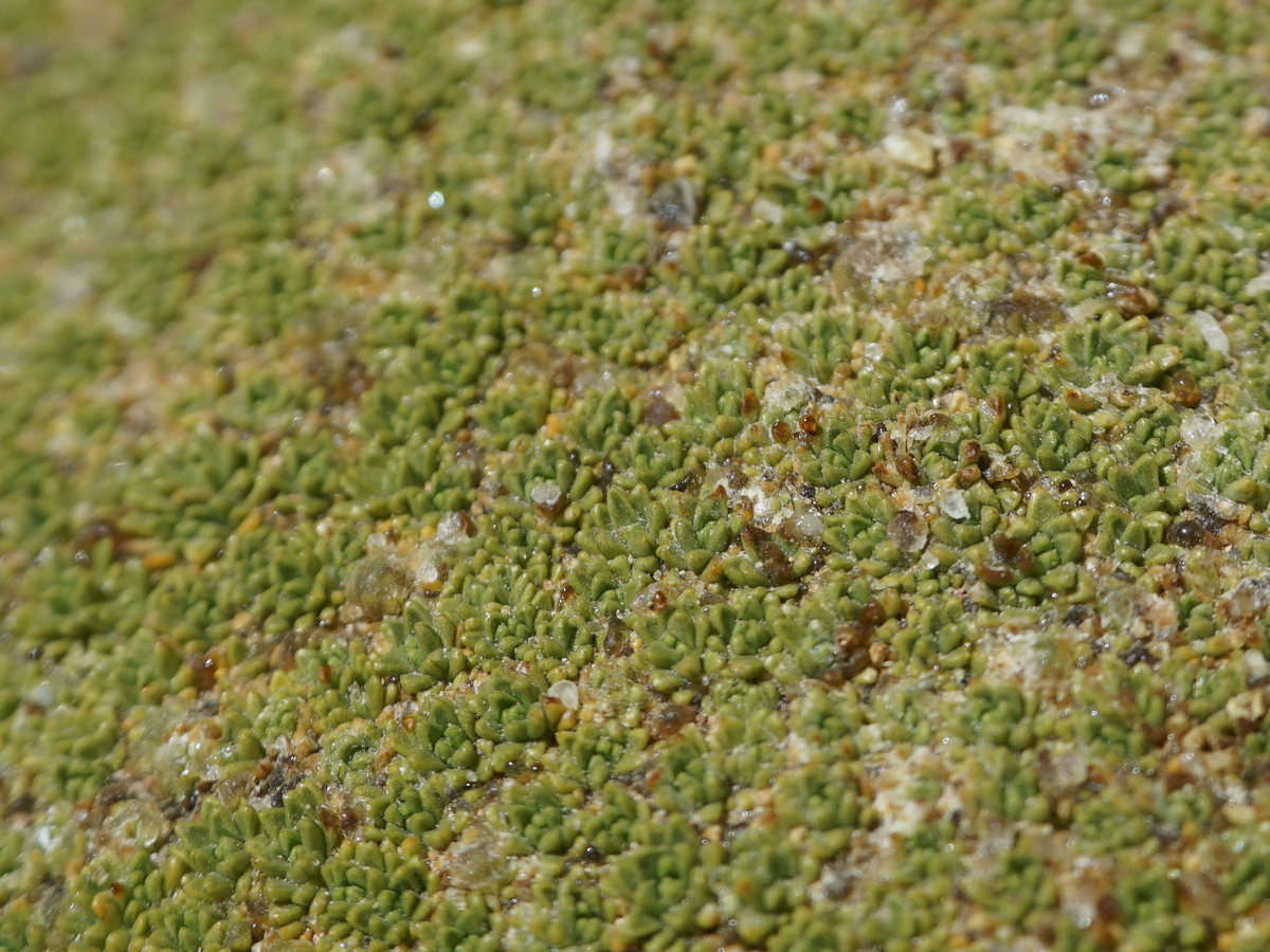 Image of Azorella compacta by (c) Slunky, some rights reserved (CC BY)