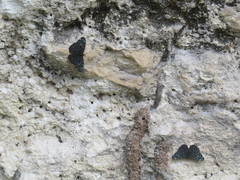 Hamadryas atlantis atlantis