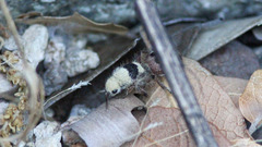 Dasymutilla sicheliana